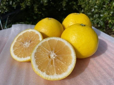 初夏の香り　ニューサマーオレンジ（日向夏）　4kg