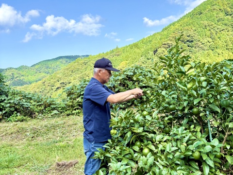 果汁たっぷり！種が少ない！今が旬のレモン『璃の香』2kg