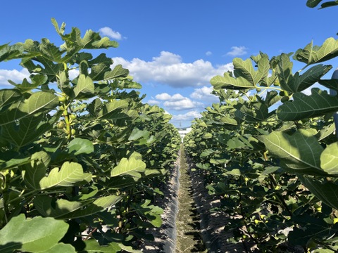 【完熟】城陽産輝きのいちじく【極】　エヌベール農園