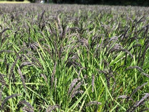 玄米4種セット(各１kg) 農薬・除草剤不使用の特別栽培米