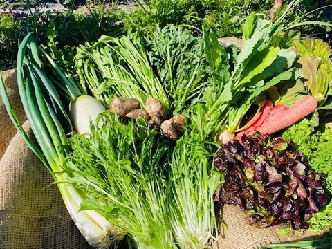 京都から旬の野菜を詰め合わせ10品目野菜セット