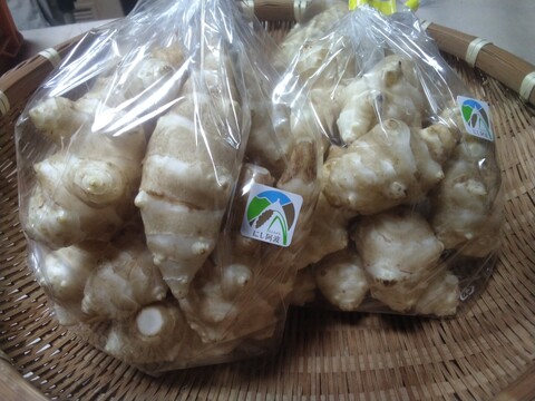 掘りたてを洗って直ぐお届け菊芋１kg【500g✖️２袋】