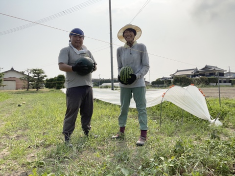 農薬・化学肥料栽培中不使用！ピノガール1個