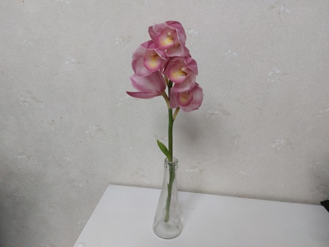 蘭 らん ランの切り花 ミニサイズ 愛知県産の花 植物 食べチョク 産地直送 産直 お取り寄せ通販 農家 漁師から旬の食材を直送 蘭 らん ランの切り花 ミニサイズ 愛知県産の花 植物 食べチョク 産地直送 産直 お取り寄せ通販 農家 漁師から旬の食材を直送