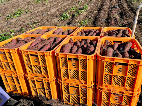 茨城県産　紅はるか　ほしいも（400g×2袋)【ONIMO HOSHIIMO】