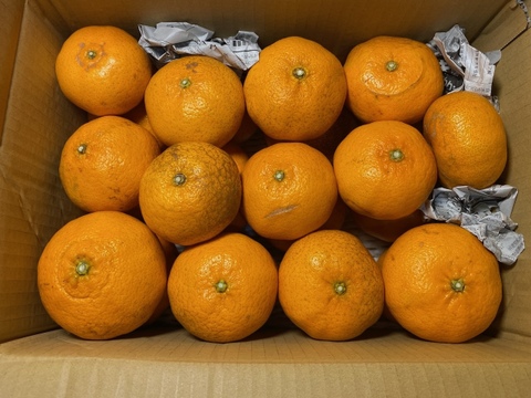 【規格外】【加工用】暴れん坊の甘平、見た目は荒れても味は嘘をつかない  加工にするなら、シッカリ酸味の残ったこの時期限定！タップリお得🉐