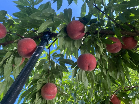 【夏ギフト】初夏の7月収穫の桃 朝採り収穫したその日に発送します✨品種おまかせ