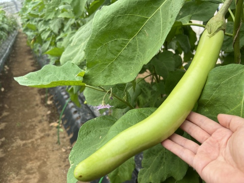 【朝採れ】秋なすとバジルの詰め合わせ5種【2-3人分】