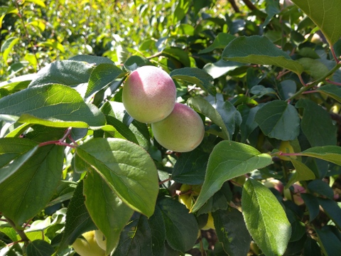 紀州南高梅 冷凍梅【訳あり・和歌山県産】0.5kg ※北海道沖縄配送不可