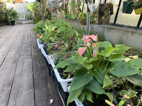 〜優しい空間を〜　苔玉　月橘（げっきつ）