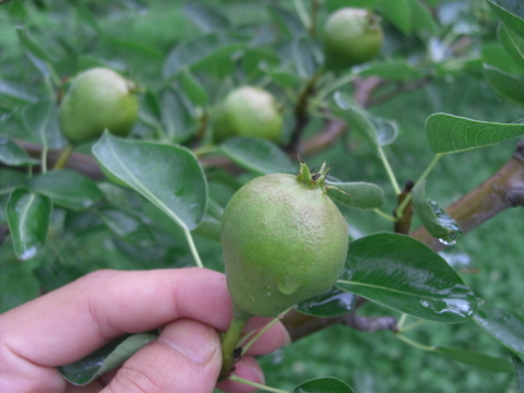 山形県朝日町和合平産　「樹上完熟ラフランス」　中玉　５キロ箱