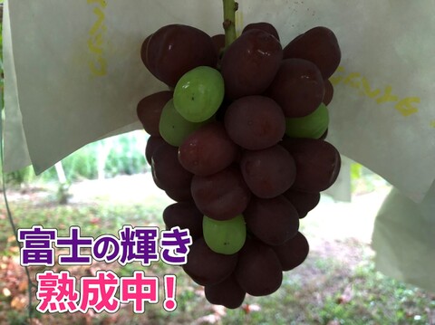 【希少で贅沢３色セット３房入り】農薬削減「富士の輝」「シャインマスカット」＆「クインニーナ」（約1.8kg）