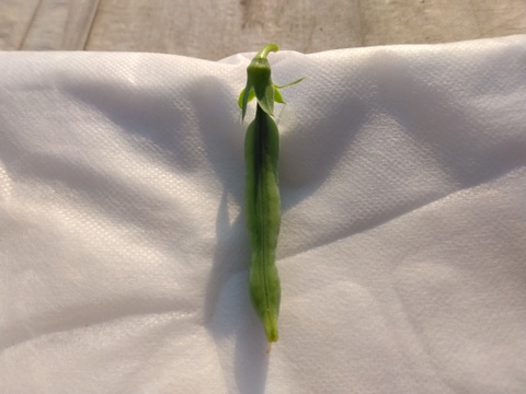 小分けで便利♪『(A品)になれなかったスナップエンドウ』1Kg