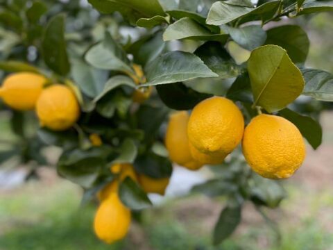家庭用 越冬完熟レモン 瀬戸内産レモン S～2Lサイズ 2㎏