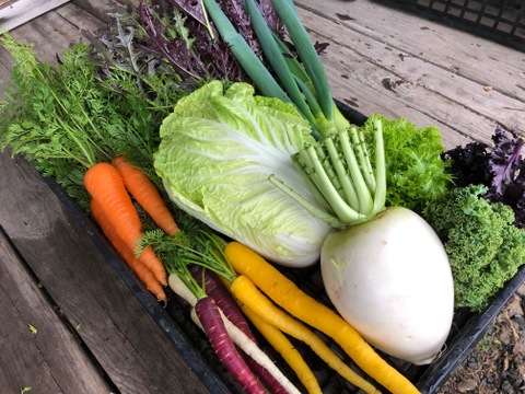 【旬の自慢野菜】自然栽培、べっぴんやさいセット(80サイズBOX)