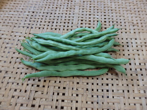 【自然栽培】さやインゲン