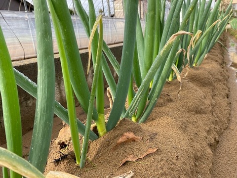 有機栽培 オーガニック JAS認証 長ネギ 3本 石川県産