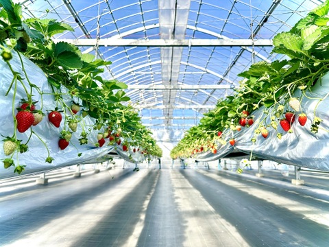 【予約販売】厳選あまりん　12粒　（贈答用箱入り）