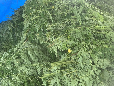 『モリンガ茶』1ℓに1包‼︎たっぷり飲める10ℓ分‼︎（2g×10包）熊本県産