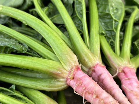 500g [信州産]アクがなく柔らかい春の根付きほうれん草