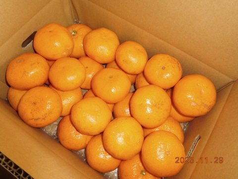 😊〈規格外〉price　伊豆産 今が旬！早生温州みかん   　　　 風袋込み約5.0㎏