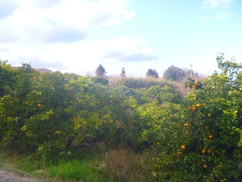 ※はる様専用※　瀬戸内よりお届け！愛媛県産ビーツ（デトロイトダークレッド）３㎏【約６個・サイズ混合・ご家庭用】葉っぱもお届けします！＋甘夏みかん 3㎏詰合せ【約10～15個・サイズ混合・ご家庭用】