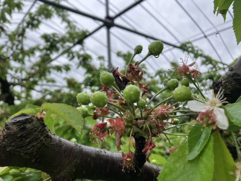 手が止まらなくなる甘ずっぱさ 訳あり佐藤錦 バラ詰め1kg