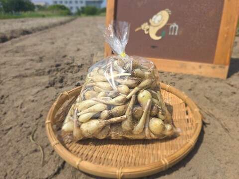 静岡県産　生らっきょう　500ｇ