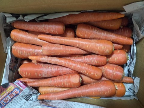夏特売【アウトレット】春採れ"京くれない"サイズ色々☆9.0kg【リコピンにんじん】