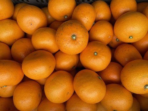 【夏ギフト】楽し嬉し3種のストレートジュース飲み比べセット！（プリンセス48・せとか・清見）