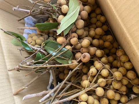 訳あり！採れたて石垣島産「龍眼(リュウガン)」1kg