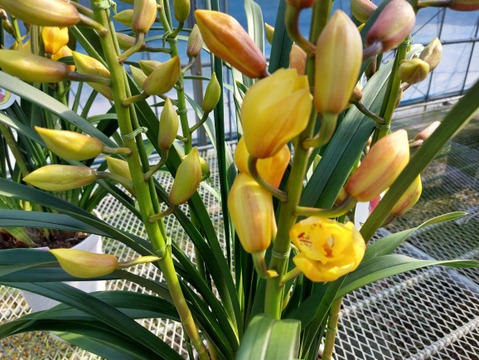 陶器鉢入シンビジウム（５本立)