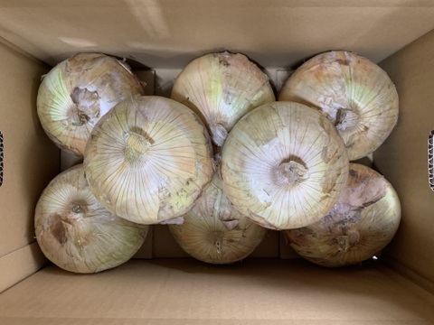【父の日ギフト】大きい14.8kg🧅新玉ねぎ🧅淡路島極熟玉葱　今が旬‼️ 特別栽培農産物　シャーロットオニオン【父の日ギフト】レッドオニオン入り