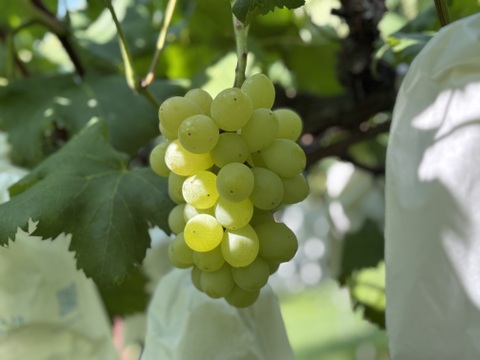 黄玉ぶどう⭐︎至福の甘味と味わい♪おためし1房自宅用