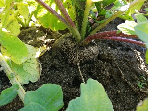 黒丸大根 (４個入り)