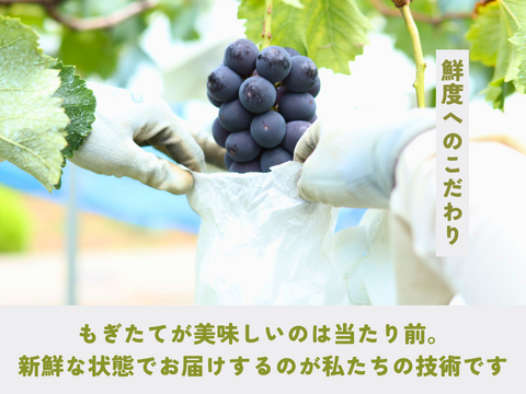 《ギフト》種なし巨峰（７〜１３房）長野県須坂市産・クール便