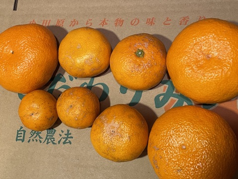 【訳あり】😊甘味の中にまろやかな酸味！コクのある青島みかんサイズフリー１０kg