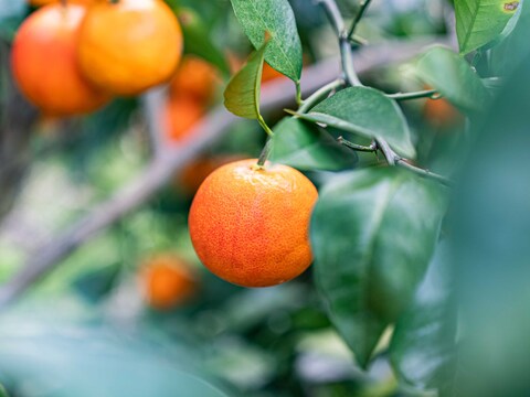 キズありでも濃厚な甘み【タロッコ】Bセレクション9kg