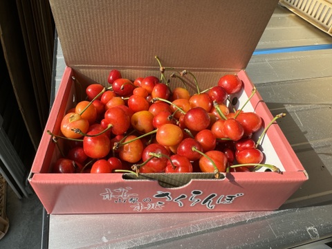 さくらんぼ品種おまかせ『訳あり品』500g