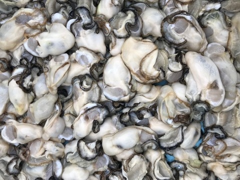 奥能登！　里海の雫　穴水名産　旨味が詰まった美味しい真牡蠣（加熱用）
MIX 小　むき身400g　殻付き1.5kg（12個前後）