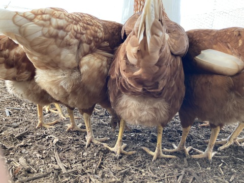 国内流通約5％　純国産鶏「もみじ」が産む大和高原の平飼い卵