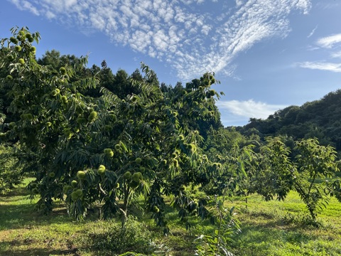 岩手県産】　美玖里　栗　約2kg(1kg×2袋)