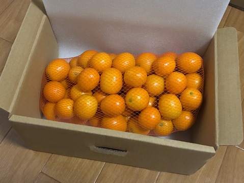 フルーツ金柑　1キロネット（L以上混合）