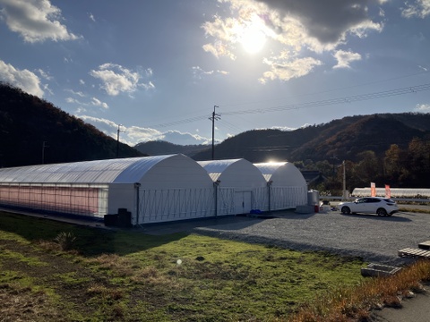 【冬ギフト】朝摘み直送！『かおり野』240g×2P