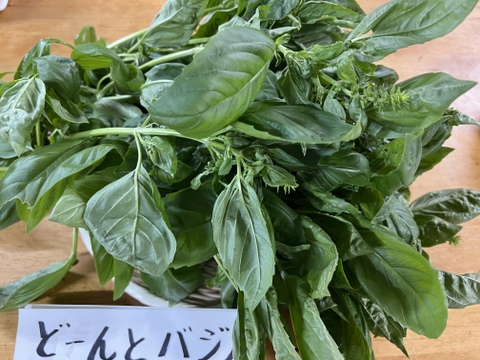 【淡路島より旬をお届け！】どーんとバジル500g