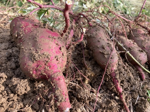 昔ながらの懐かしい味！さつまいも2kg