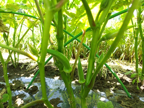 おまかせ よこすか 夏の野菜セット（7〜8品目）