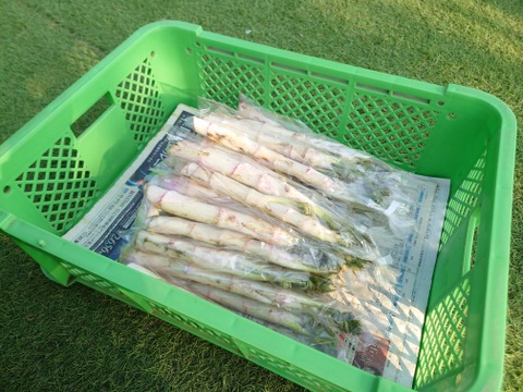 群馬県産　採れたてウド　４本　500〜550g