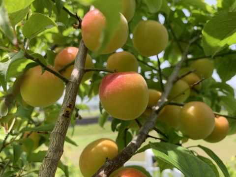 まじりっけなし！梅干に最適！『十郎小町』2kg 自然栽培の梅。ジャムや茶梅など幅広いレシピに。農薬不使用