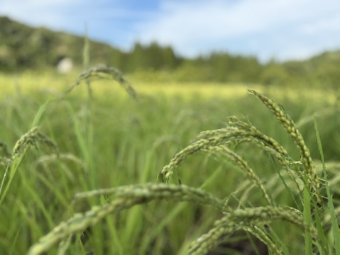 【新米令和７年】『Heitarō Rice』秘境 金山町産　幻のお米 亀ノ尾4kg